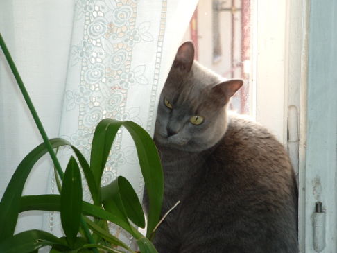 Picture of a cat / kitten / feline