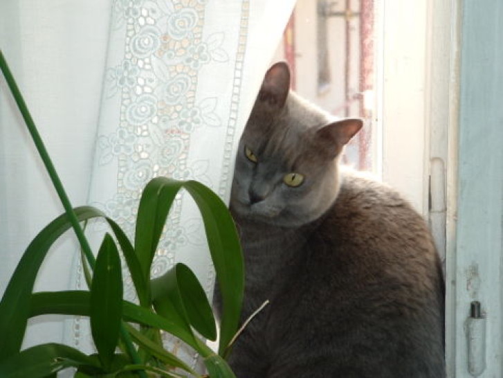 Picture of a cat / kitten / feline