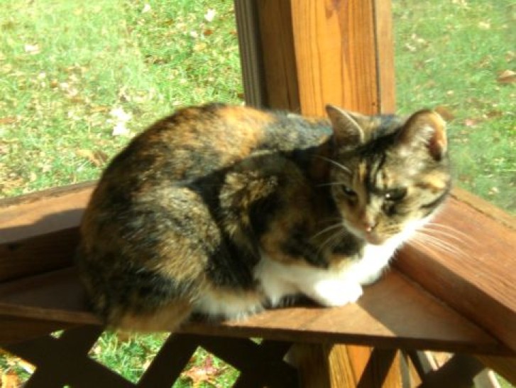 Picture of a cat / kitten / feline