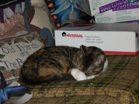 Picture of a cat / kitten / feline