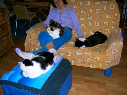 Picture of a cat / kitten / feline