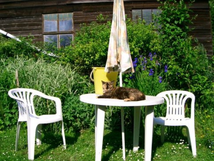 Picture of a cat / kitten / feline