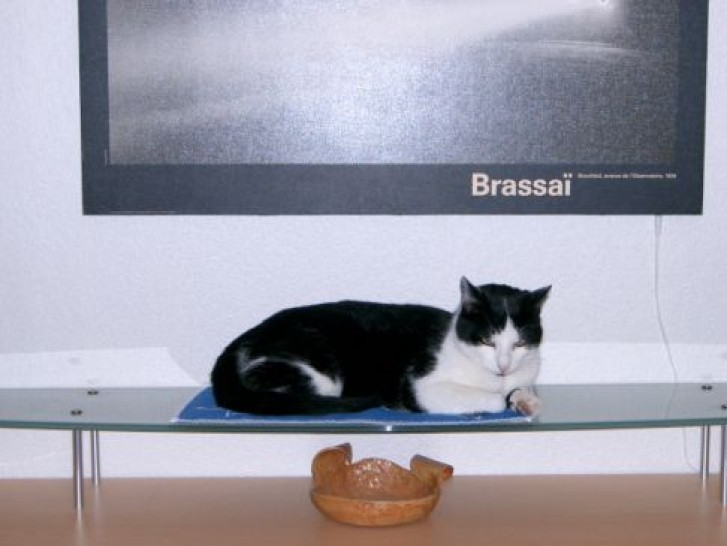 Picture of a cat / kitten / feline