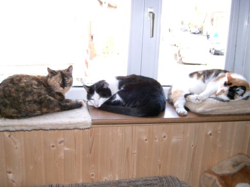 Picture of a cat / kitten / feline