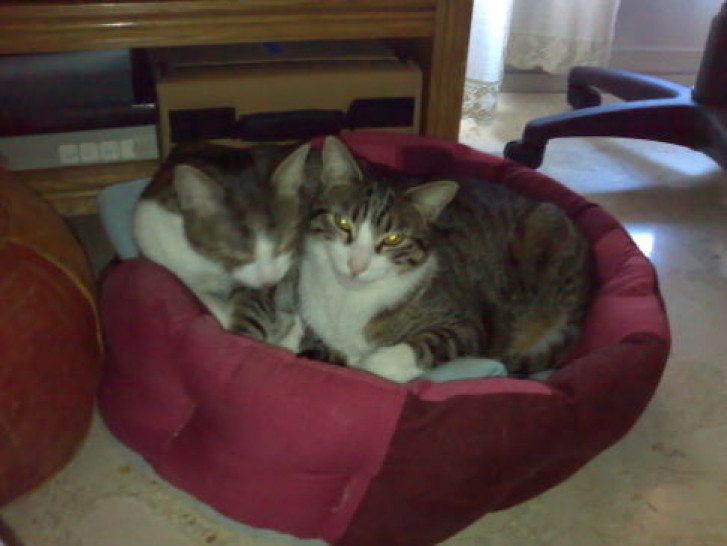 Picture of a cat / kitten / feline