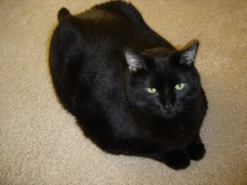 Picture of a cat / kitten / feline