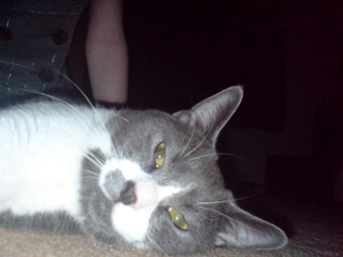 Picture of a cat / kitten / feline