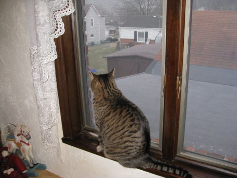 Picture of a cat / kitten / feline