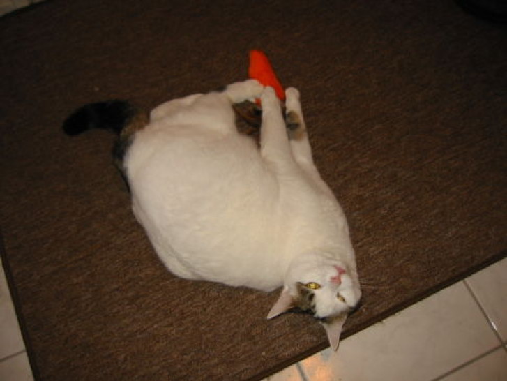 Picture of a cat / kitten / feline