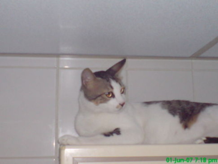 Picture of a cat / kitten / feline