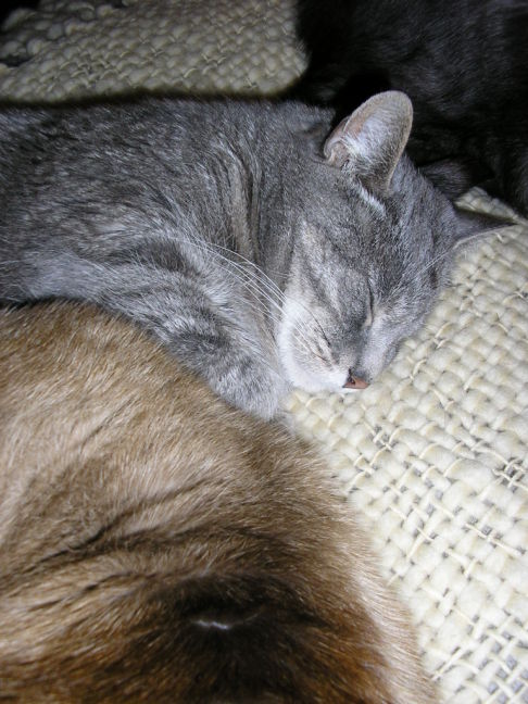 Picture of a cat / kitten / feline