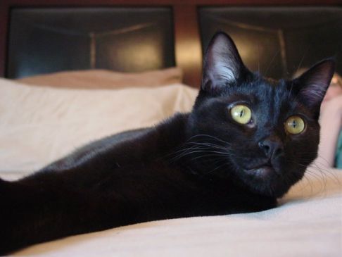 Picture of a cat / kitten / feline