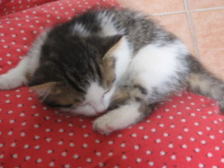 Picture of a cat / kitten / feline