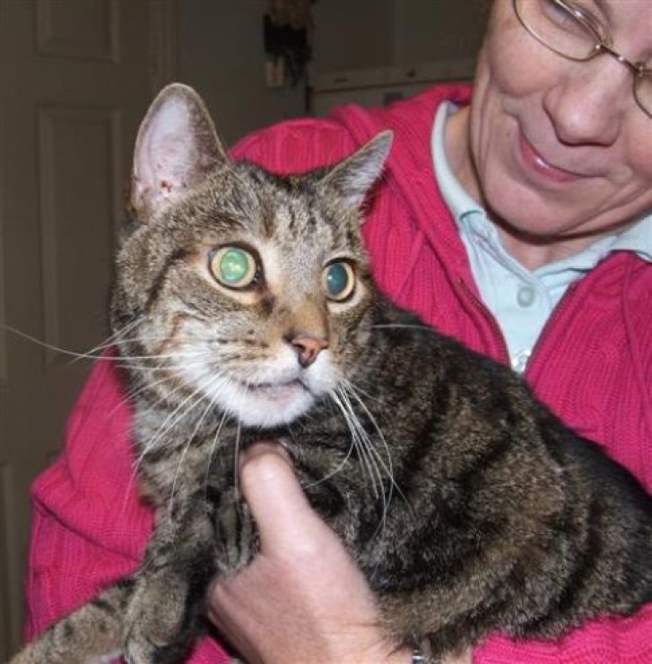 Picture of a cat / kitten / feline