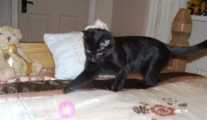 Picture of a cat / kitten / feline