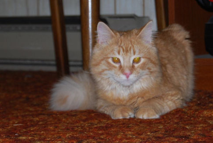 Picture of a cat / kitten / feline