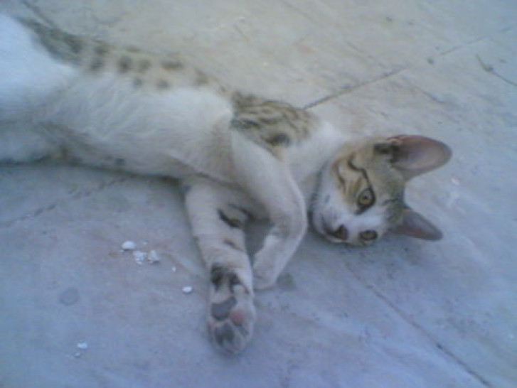 Picture of a cat / kitten / feline