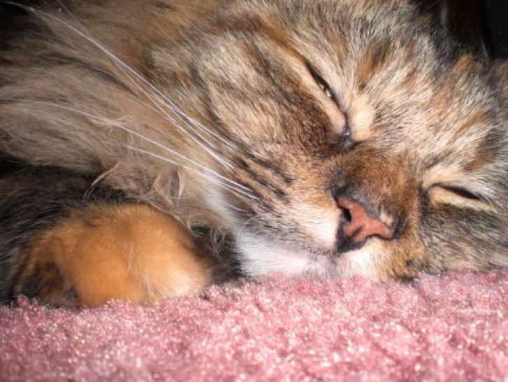 Picture of a cat / kitten / feline