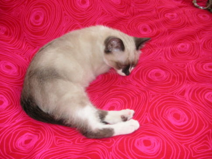 Picture of a cat / kitten / feline