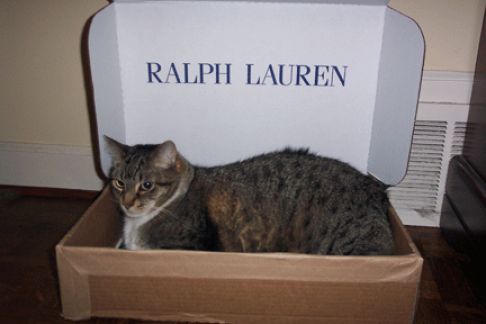 Picture of a cat / kitten / feline