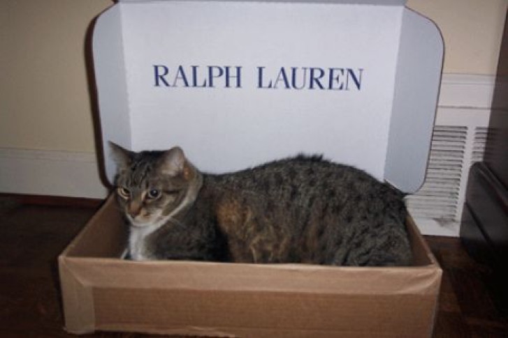 Picture of a cat / kitten / feline