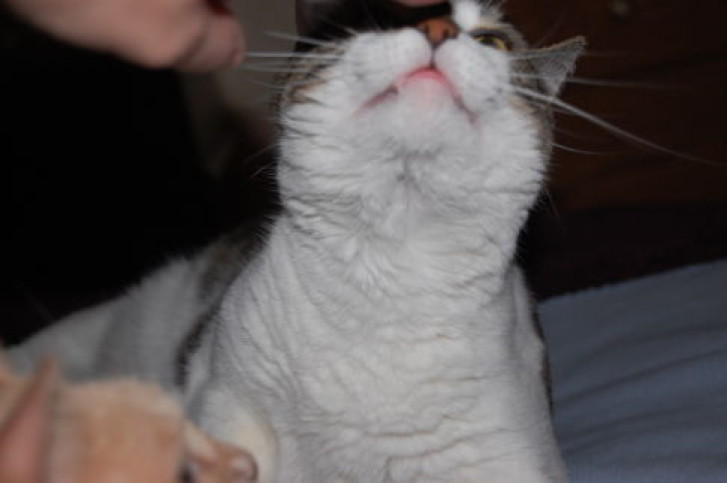 Picture of a cat / kitten / feline