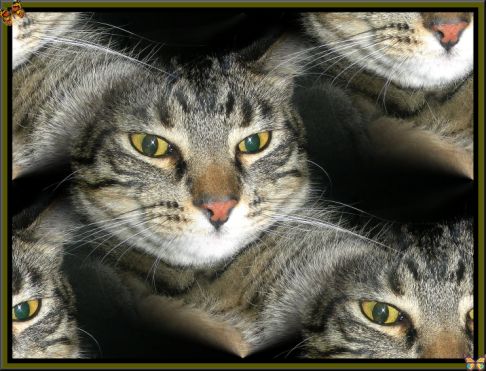 Picture of a cat / kitten / feline