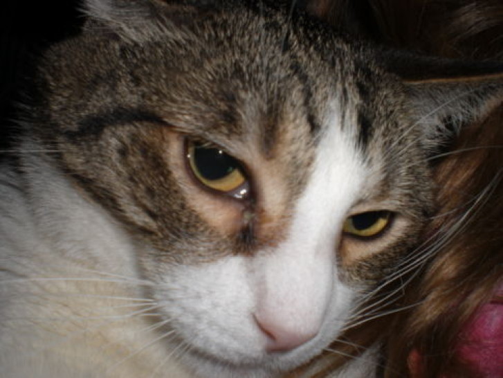 Picture of a cat / kitten / feline