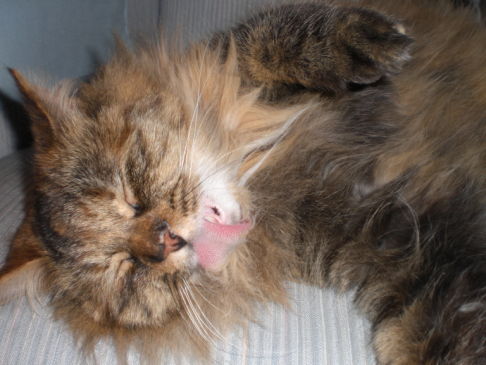 Picture of a cat / kitten / feline