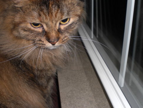 Picture of a cat / kitten / feline