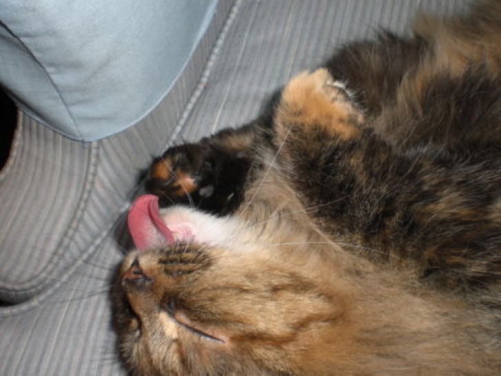 Picture of a cat / kitten / feline