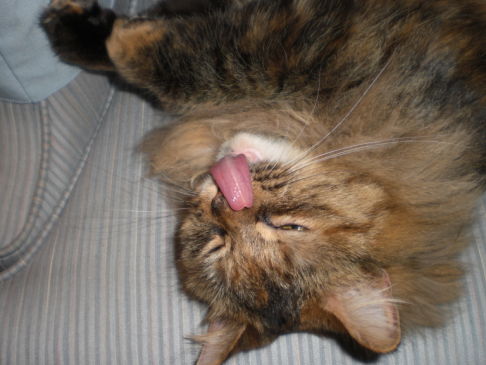 Picture of a cat / kitten / feline