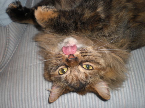 Picture of a cat / kitten / feline