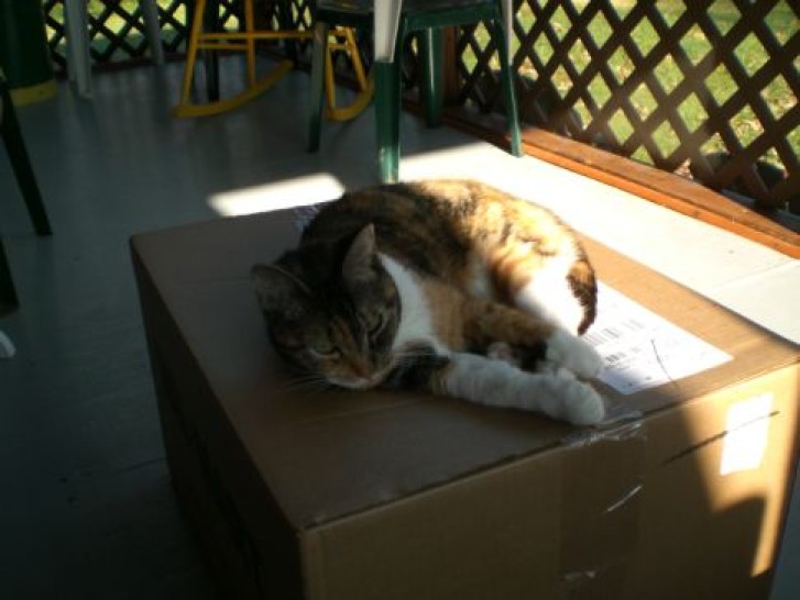 Picture of a cat / kitten / feline