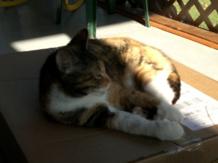 Picture of a cat / kitten / feline