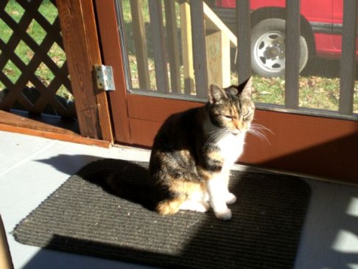 Picture of a cat / kitten / feline