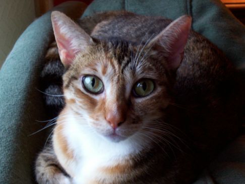 Picture of a cat / kitten / feline