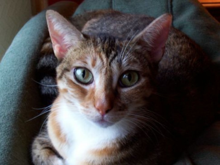 Picture of a cat / kitten / feline