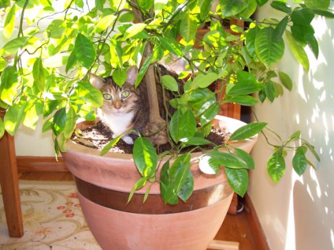 Picture of a cat / kitten / feline