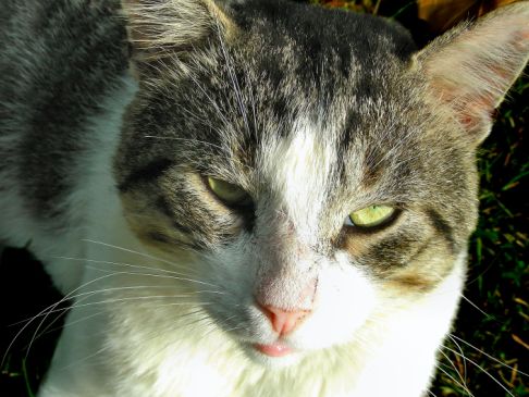 Picture of a cat / kitten / feline