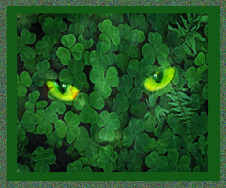 Picture of a cat / kitten / feline