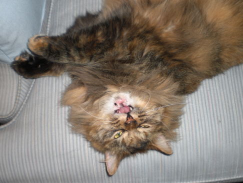 Picture of a cat / kitten / feline