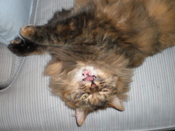 Picture of a cat / kitten / feline