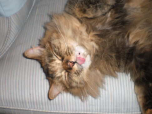 Picture of a cat / kitten / feline