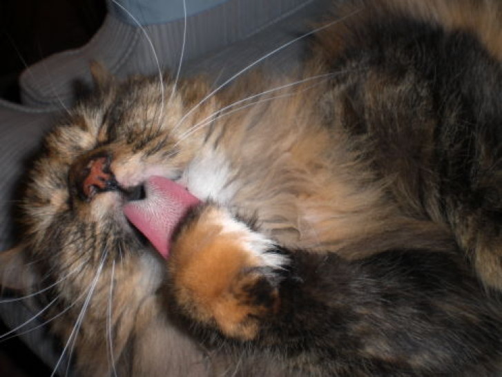 Picture of a cat / kitten / feline