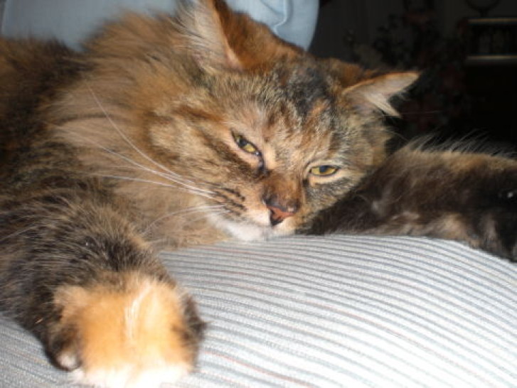 Picture of a cat / kitten / feline