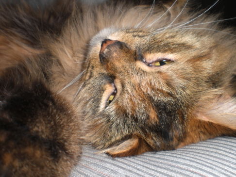 Picture of a cat / kitten / feline