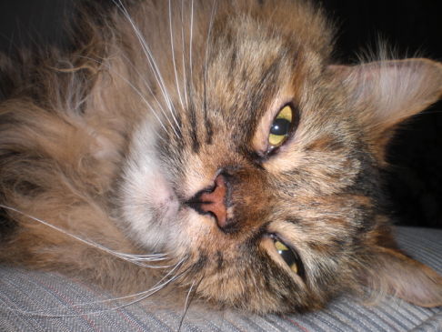 Picture of a cat / kitten / feline