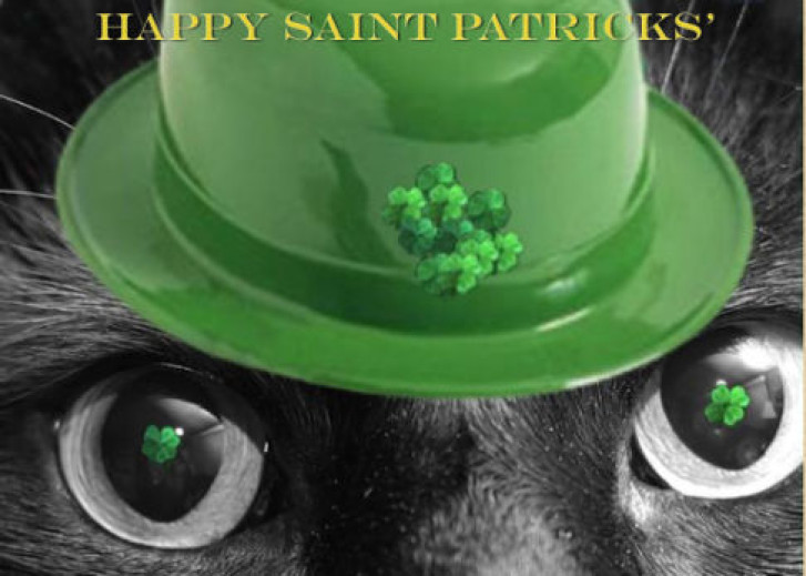 Picture of a cat / kitten / feline