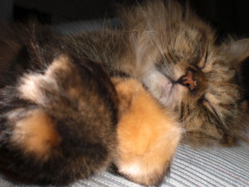 Picture of a cat / kitten / feline